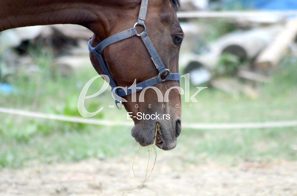 Horse