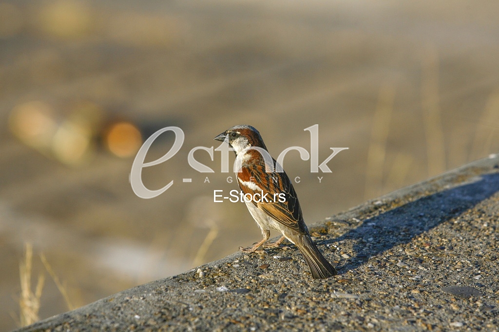 Sparrow House standing on a concrete