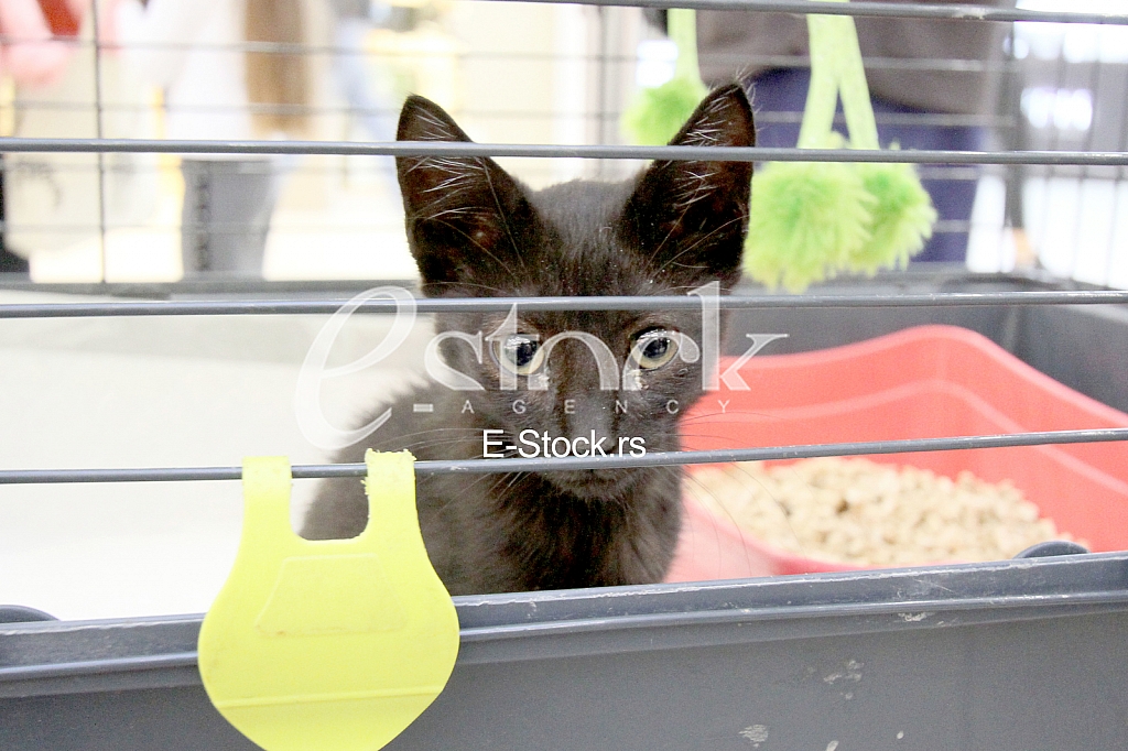 The action of homemade pets.