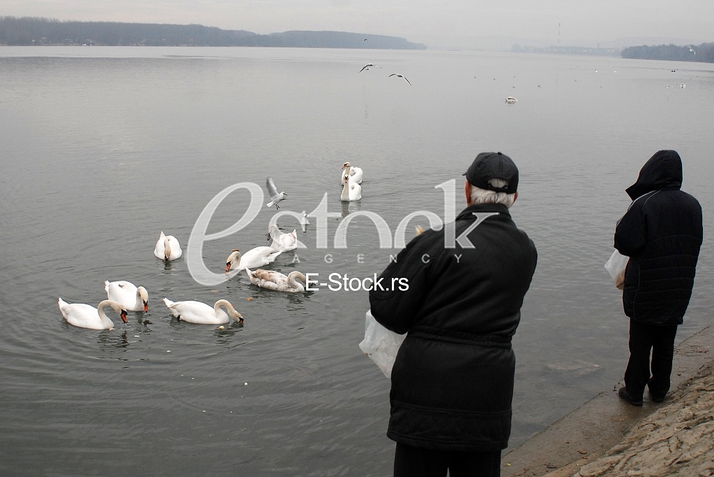 White swans