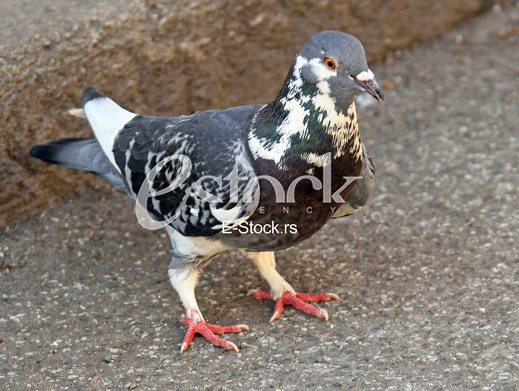Golub, Pigeon