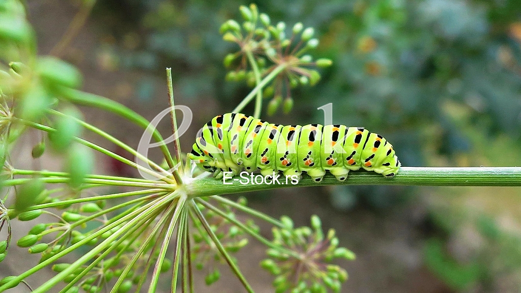 Caterpillar
