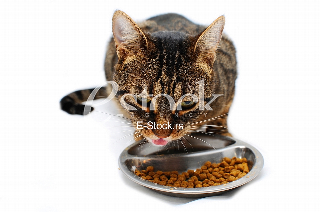 Domestic cat, animal