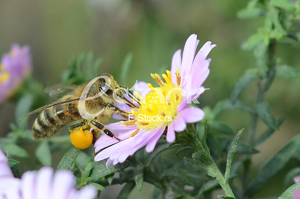 The bee