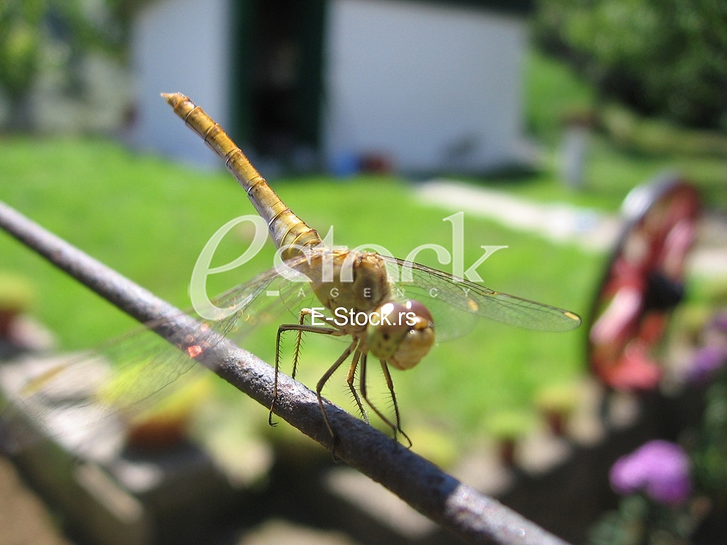 dragonfly