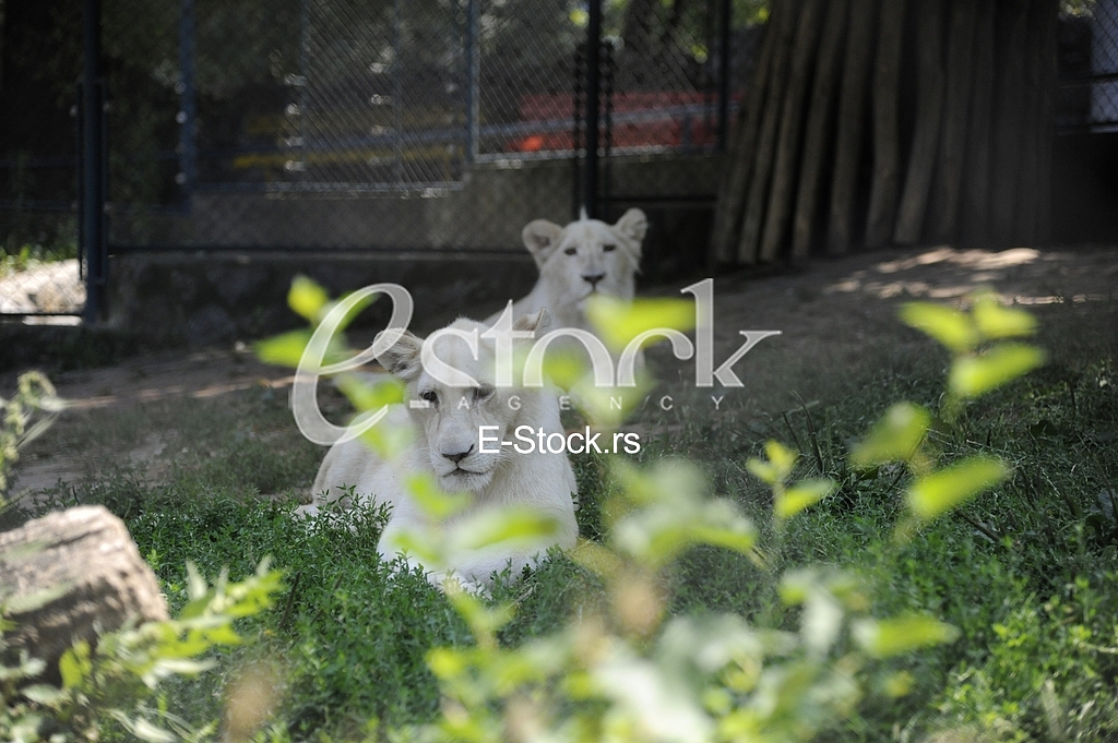 Belgrade zoo on summer day