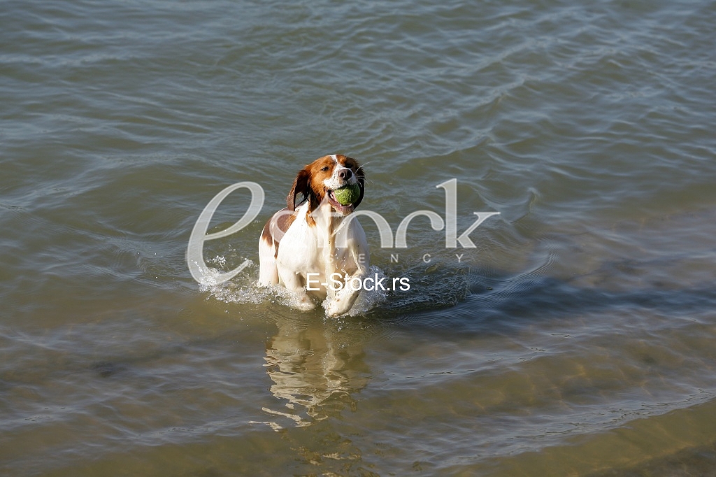 a dog swims in the water and playing with a ball in the water
