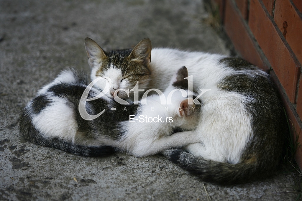 Cat pretty
