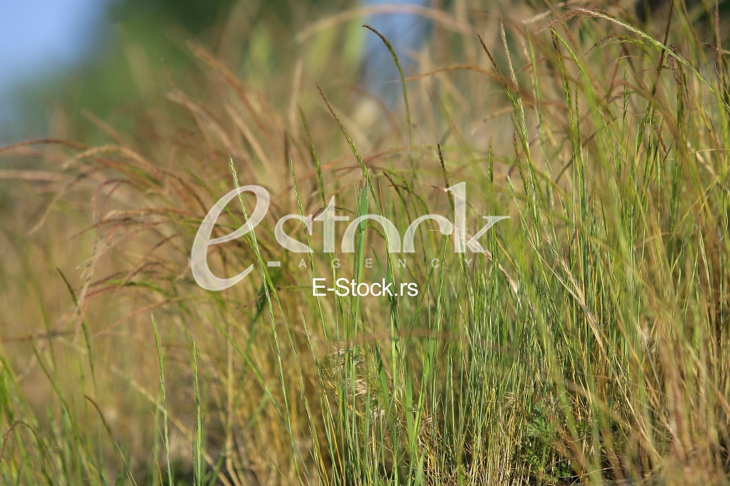 Spring or summer background with green grass