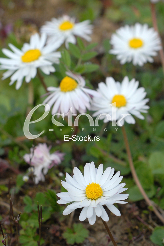 Daisies