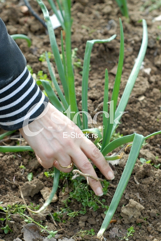 Agriculture 