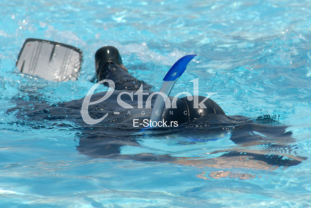 World Championship in freediving