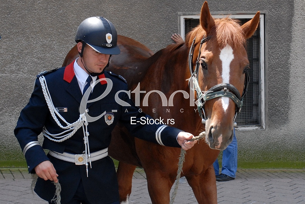 Mounted police patrol