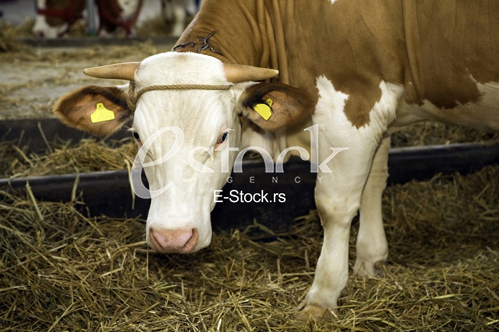 Cow