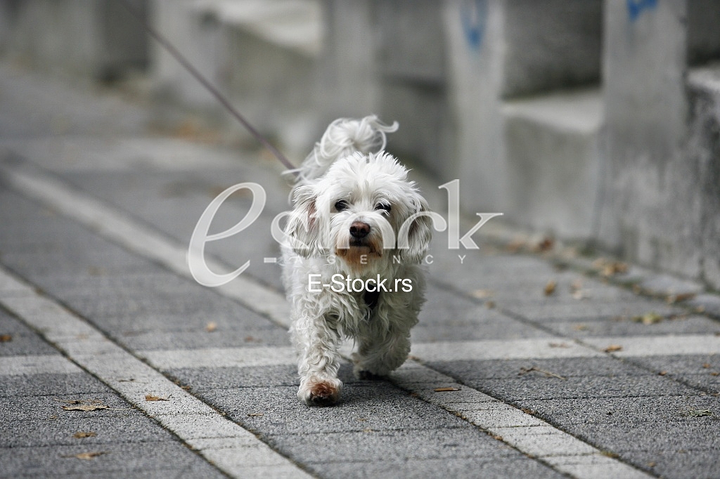 maltese dog in puppy walk 
