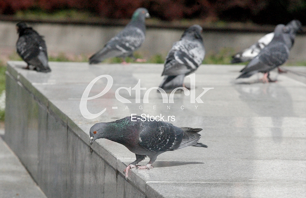 pigeon, dove, culver