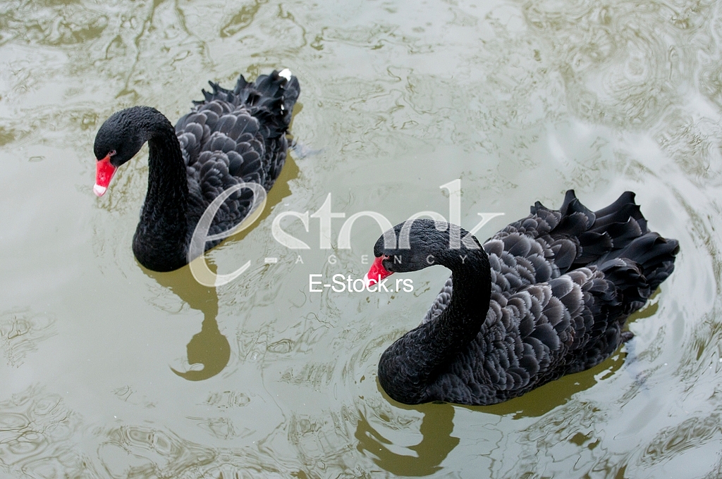 Swans, animal