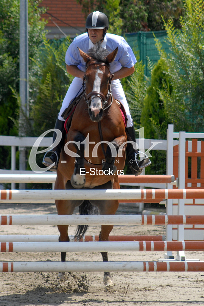 Equestrian Sport