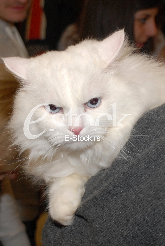 Cat show