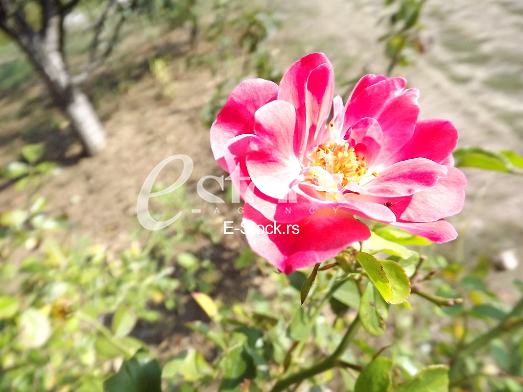 Ruza, rose, cvet