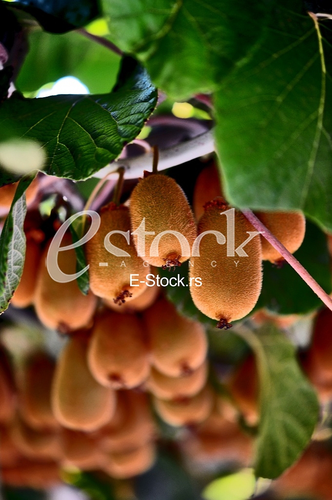 Fruits