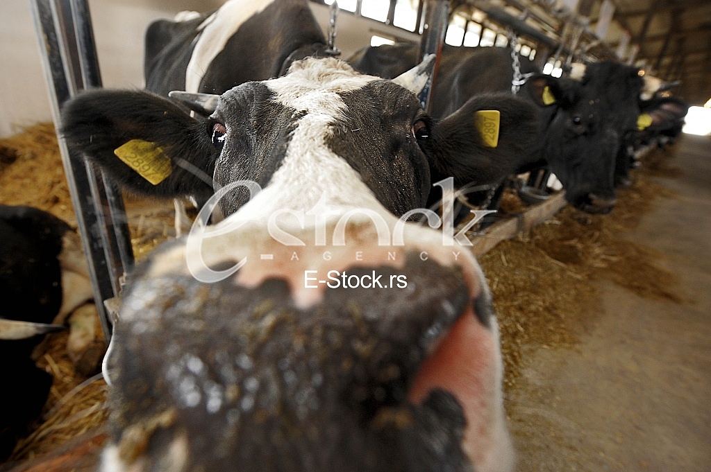 cow