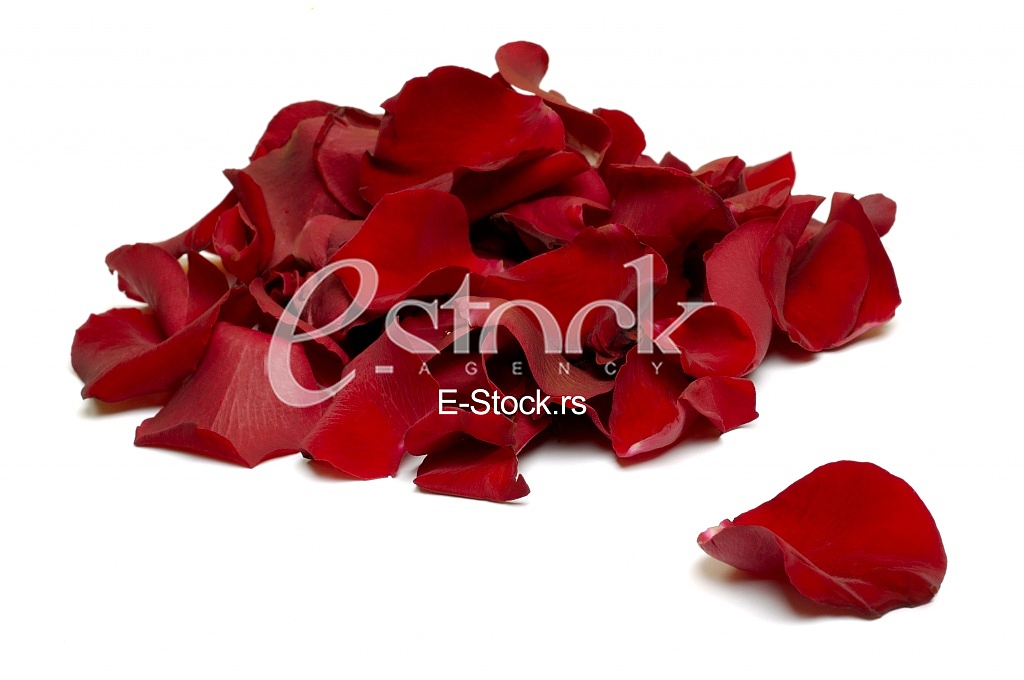 Romantic Rose Petals
