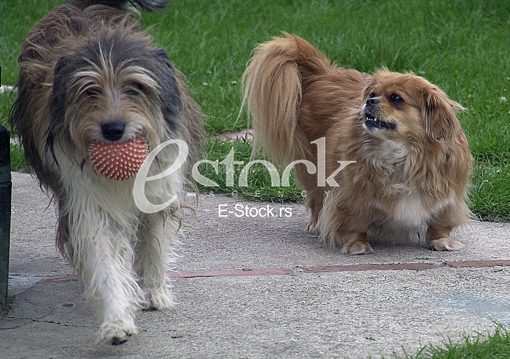 Animal Shelter