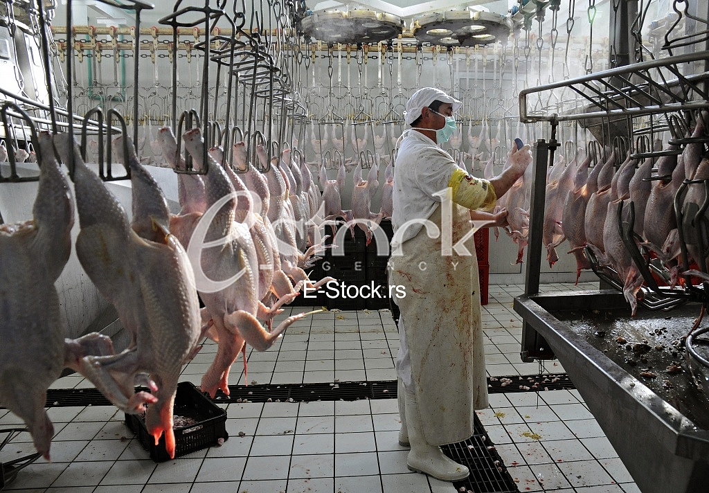 Continuous conveyor of meat of chickens