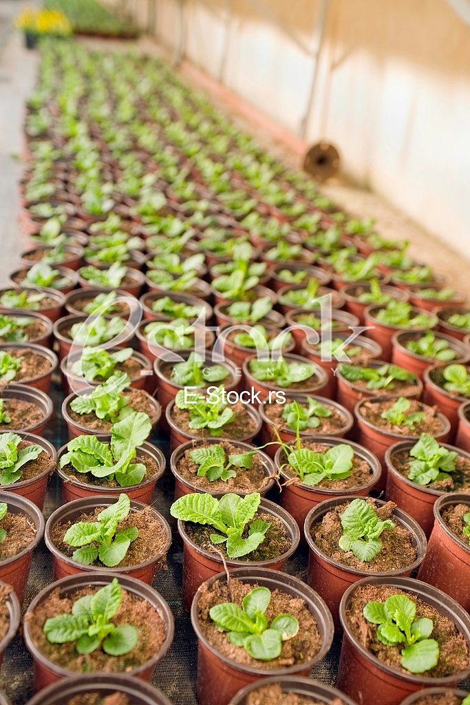 Greenhouse
