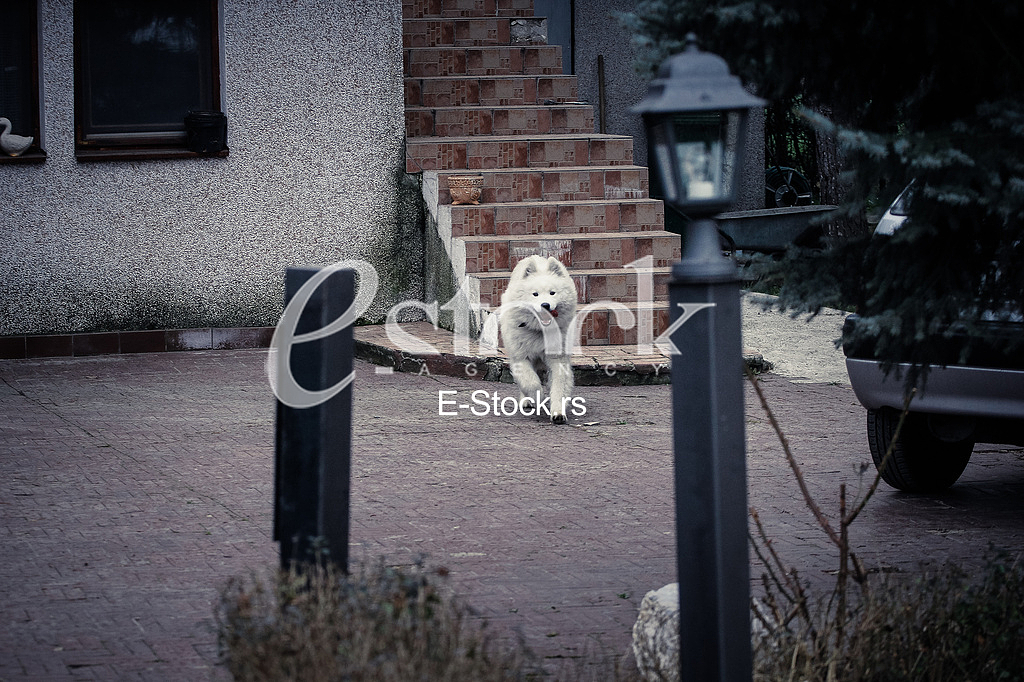 Samoyed