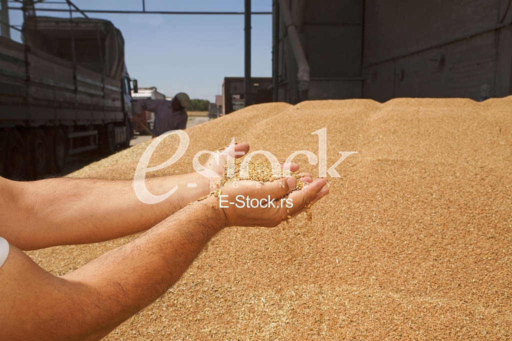 Agriculture