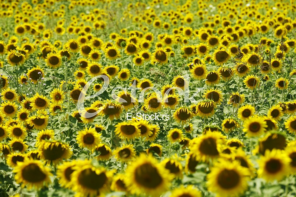 Field of sunflowers