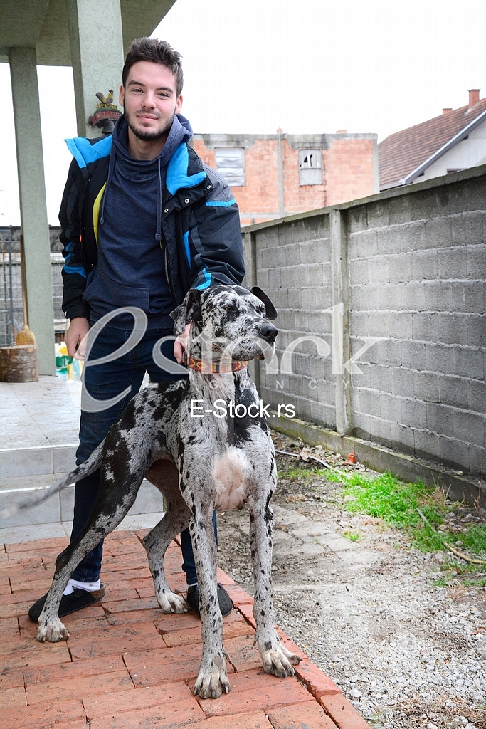 Association for adoption dogs 