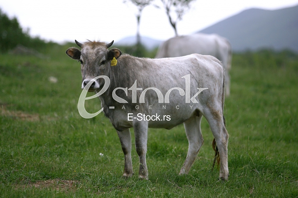 Cows grazing on a green summer meadow