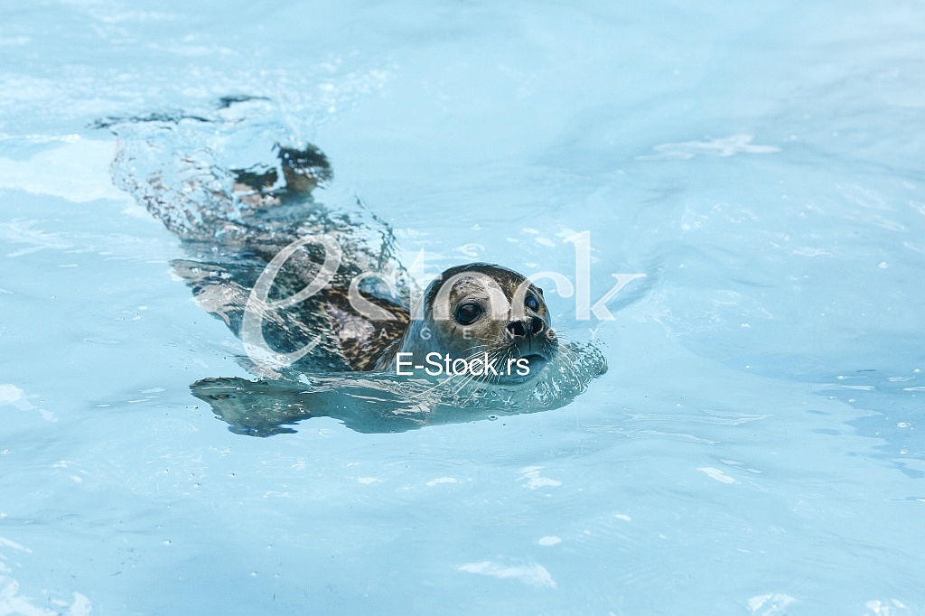 seals swim on the water