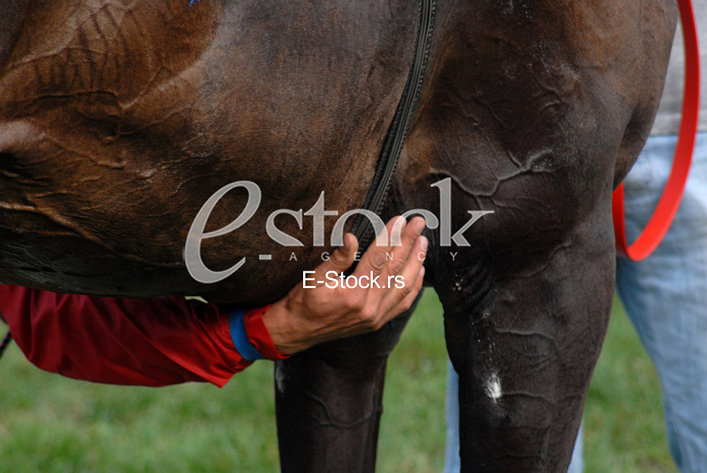 Ljubicevo Equestrian Games