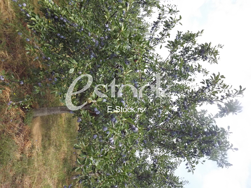 Sljiva, Plum