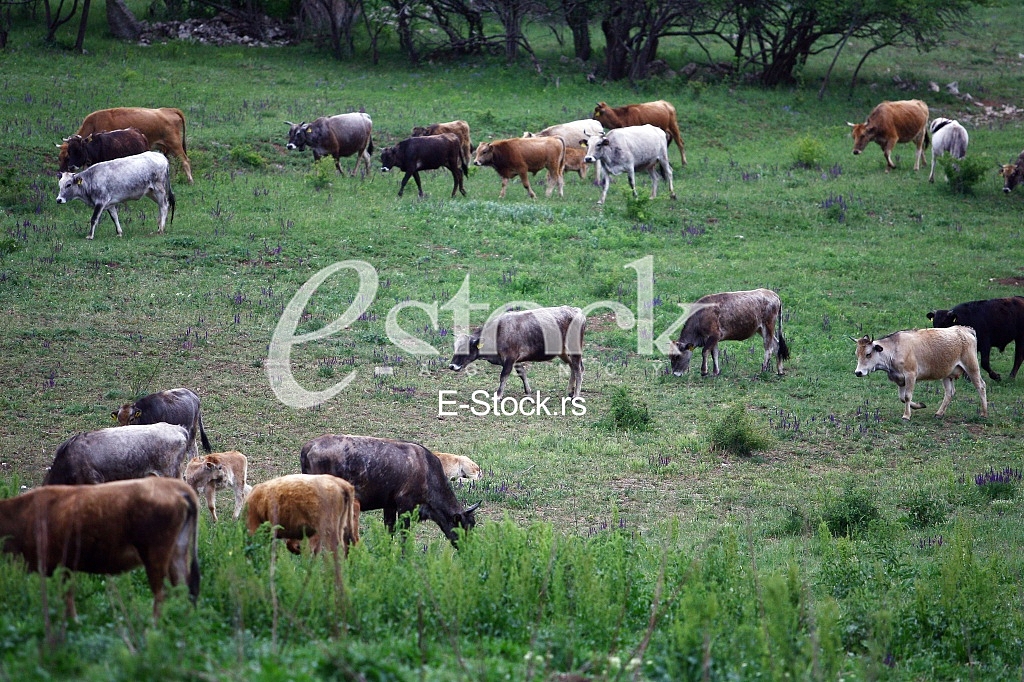 Cows grazing on a green summer meadow