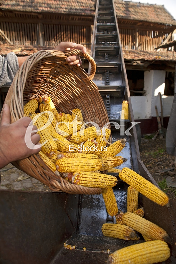 Corn factory