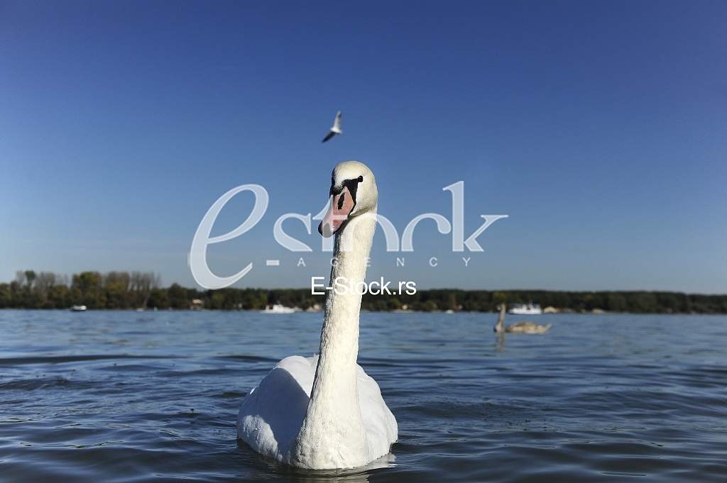 swan on blue water