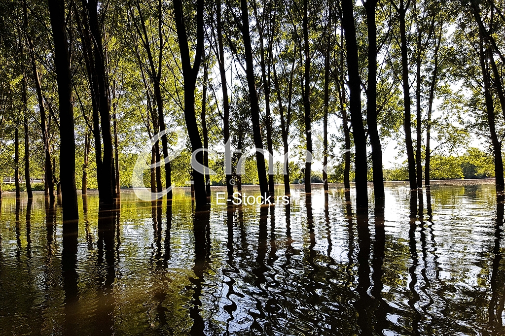 Tamis poplave