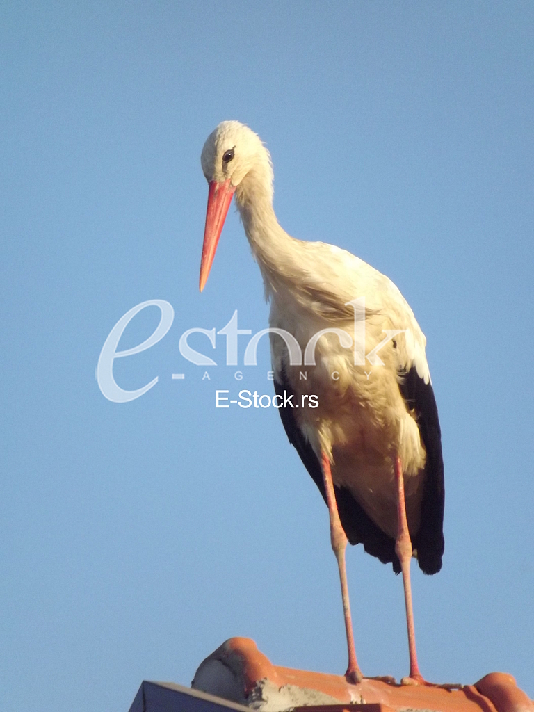 Stork, Roda