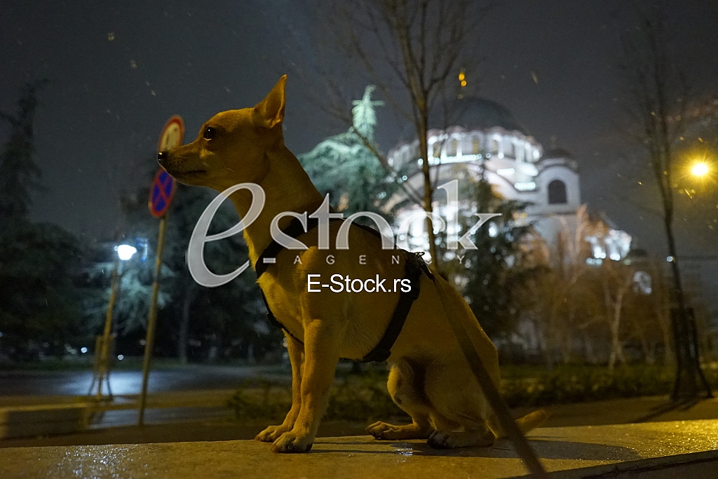 Koronavirus setnja ljubimca Koronavirus setnja ljubimca