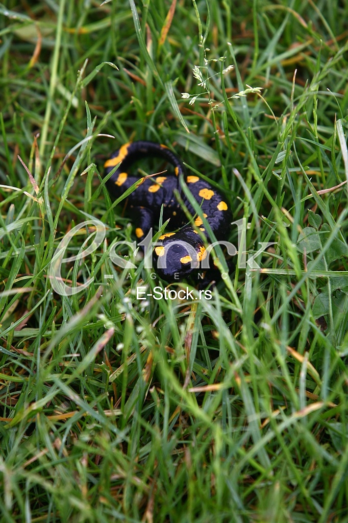 fire salamander lizard in a green grass