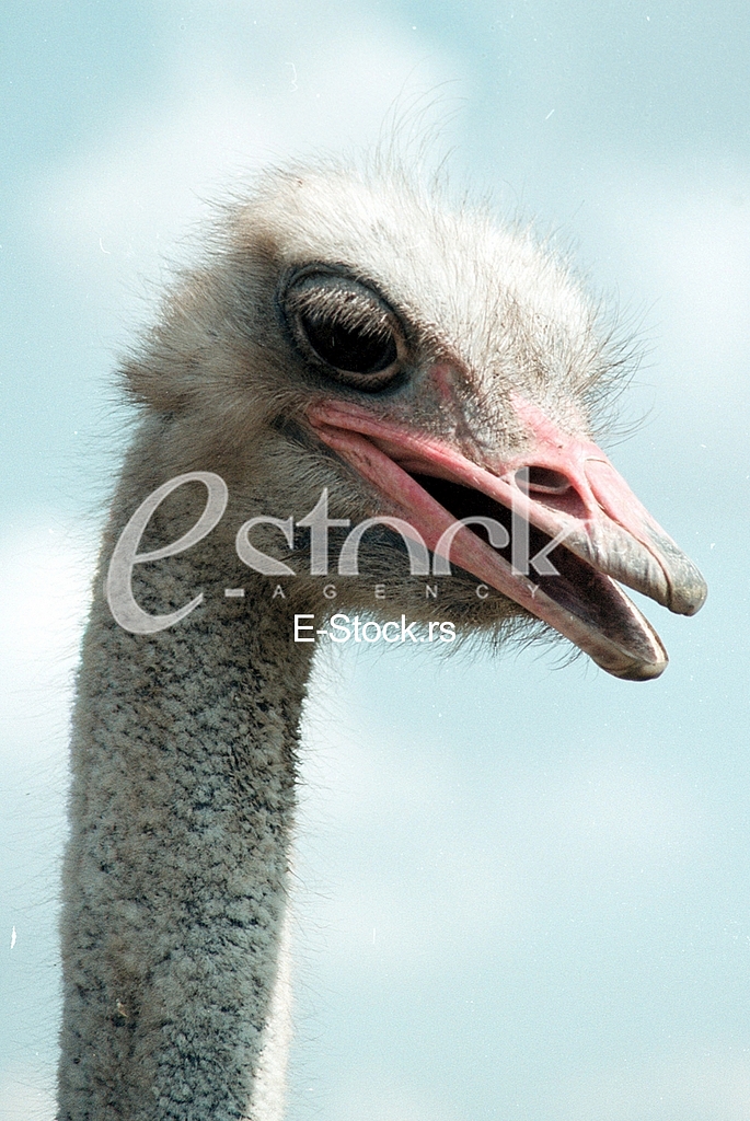 Ostrich