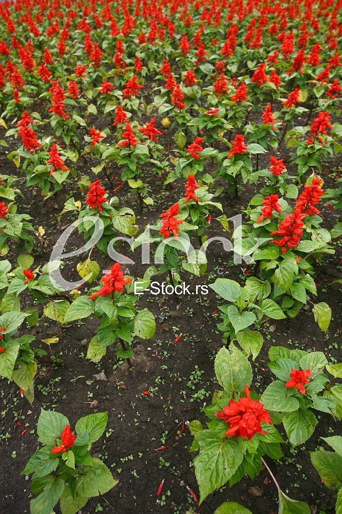 red Flower Field Fresh Bright Sunny Day