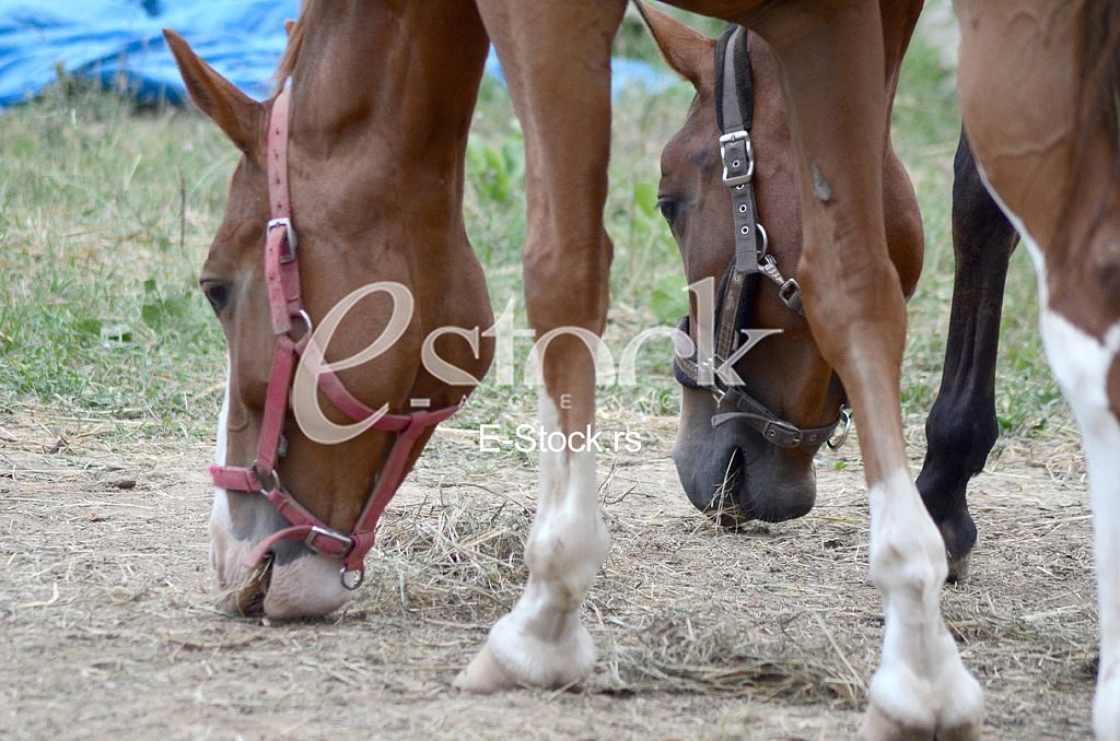 Horse