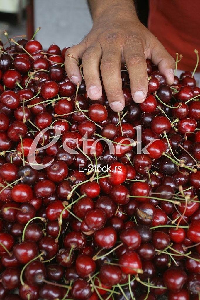 man holding a cherry in hand, fresh cherries natural cherry to background on the street market
