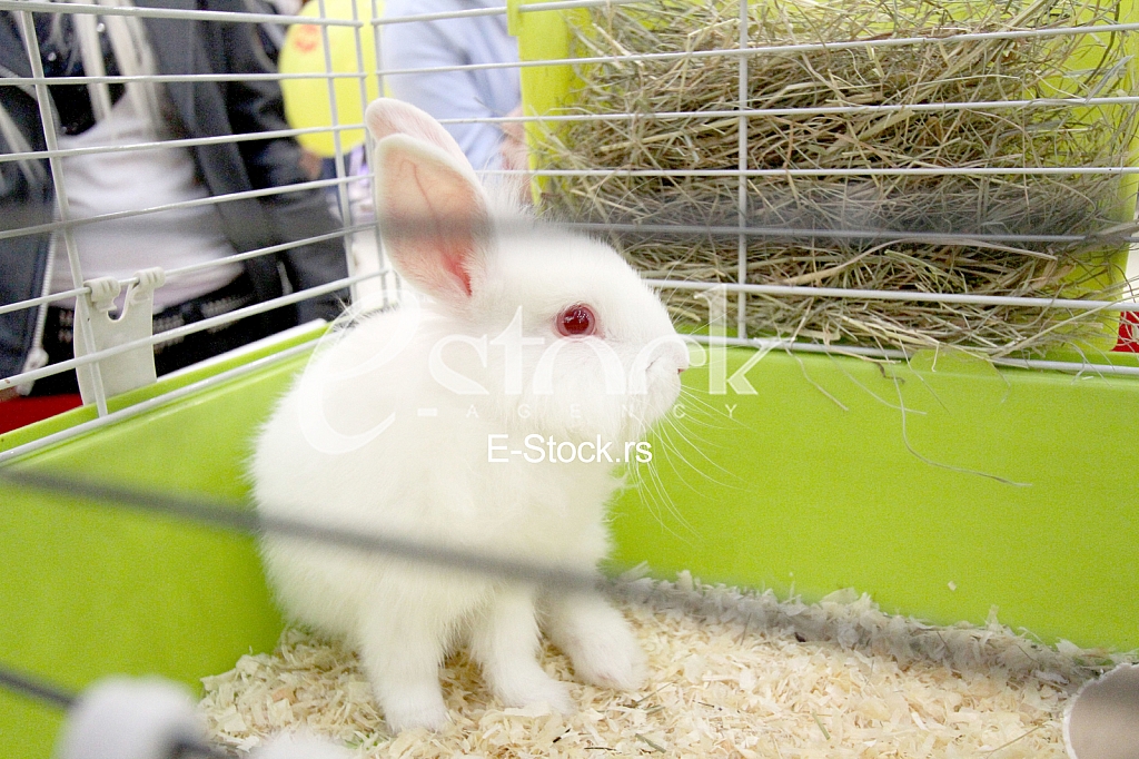 The action of homemade pets.
